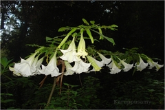 Datura arborea